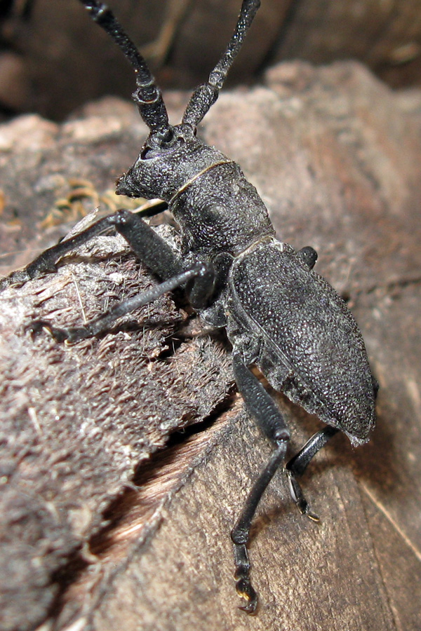 Morimus asper (Cerambycidae, Lamiinae)